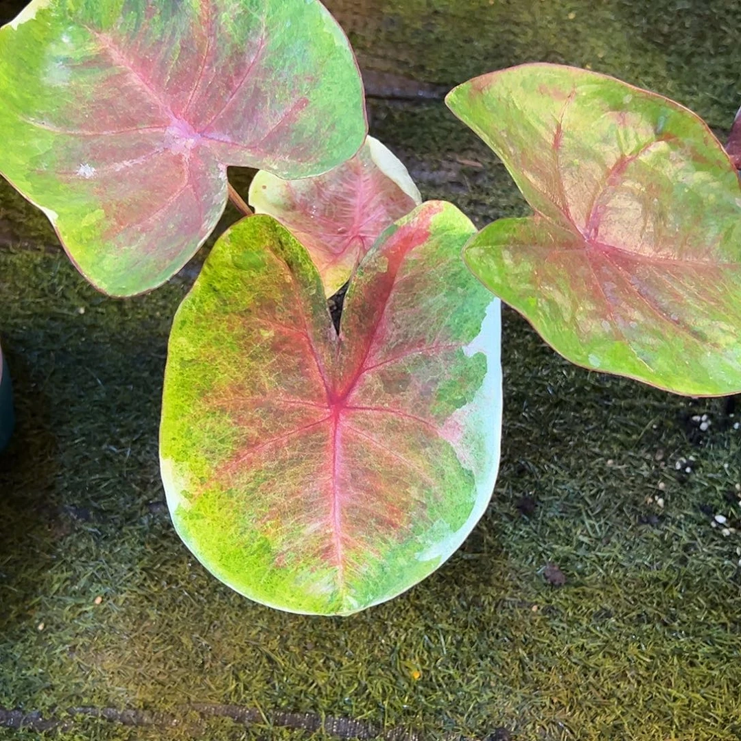 无花朵泰彩水墨画哈啦吧啦47