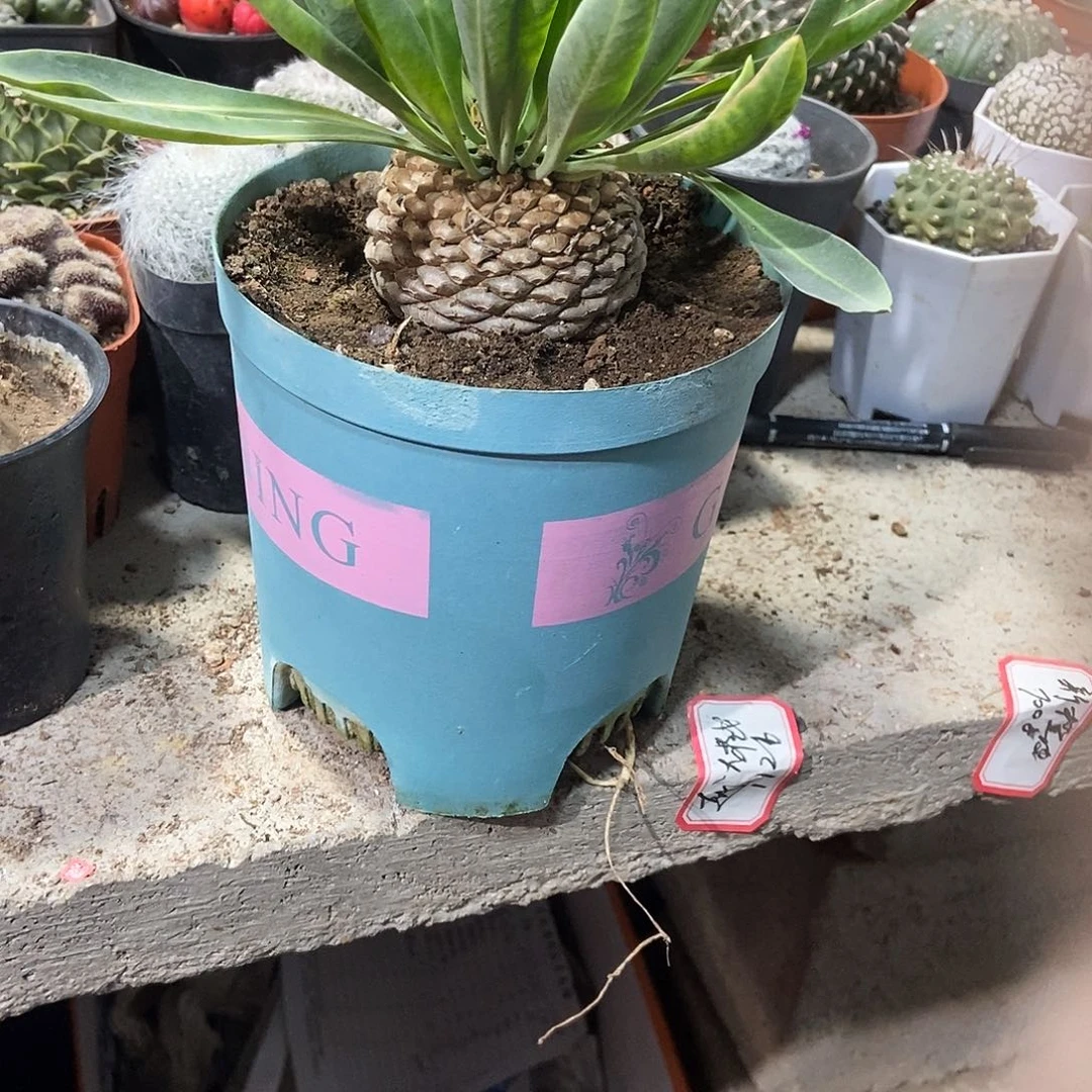 铁甲丸一物一拍，