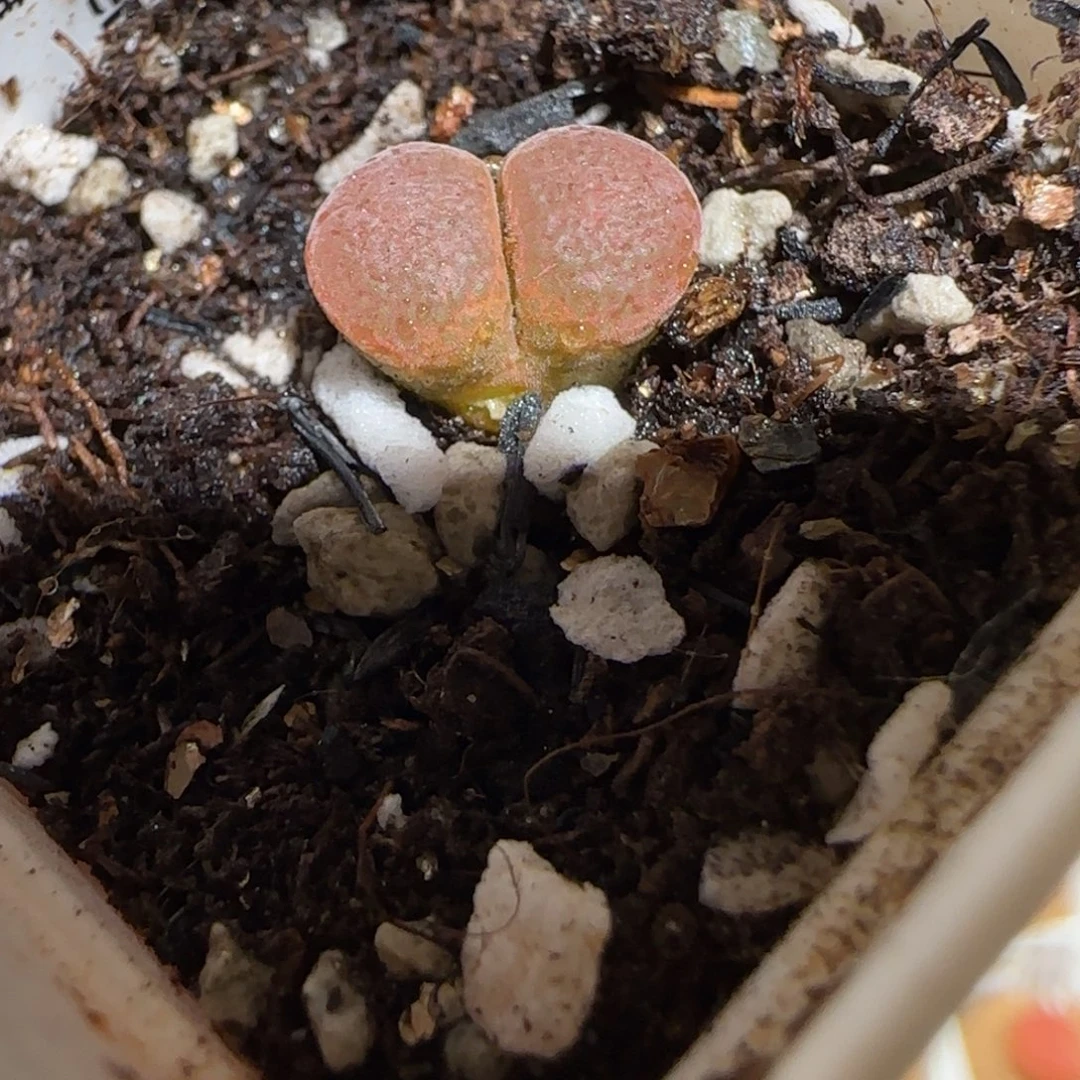 肉锥多肉植物组合-帕法德1564