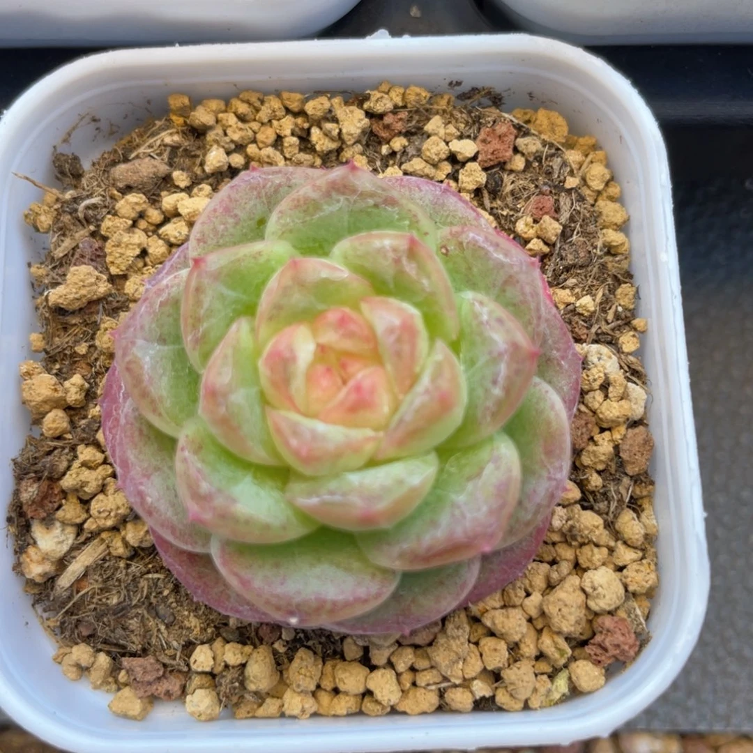 优选白玉珍妮1482