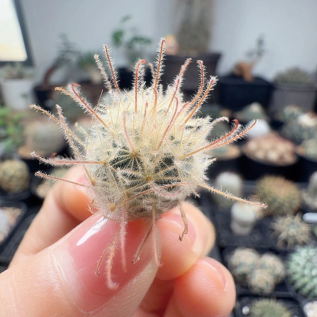 实生阳炎尺寸1.7厘米