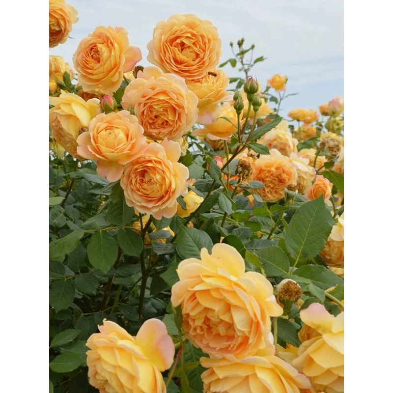 爬藤月季庭院花园盆栽
