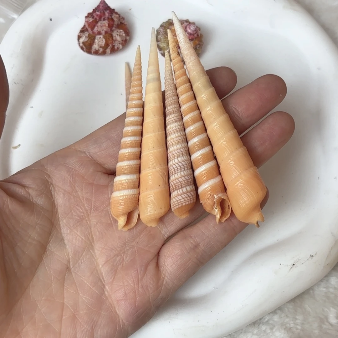 墨***店天然海螺贝壳标本福利特价