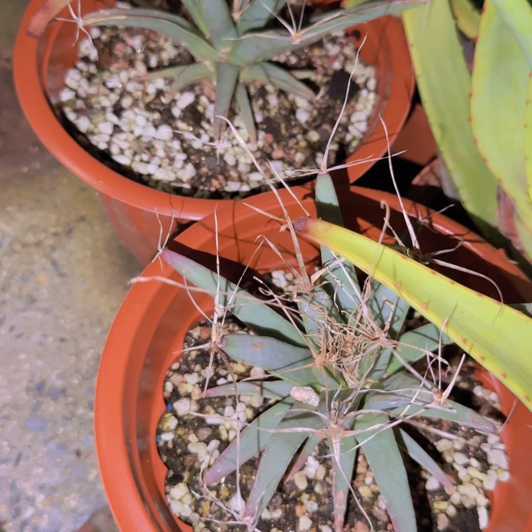 块根植物块根植物