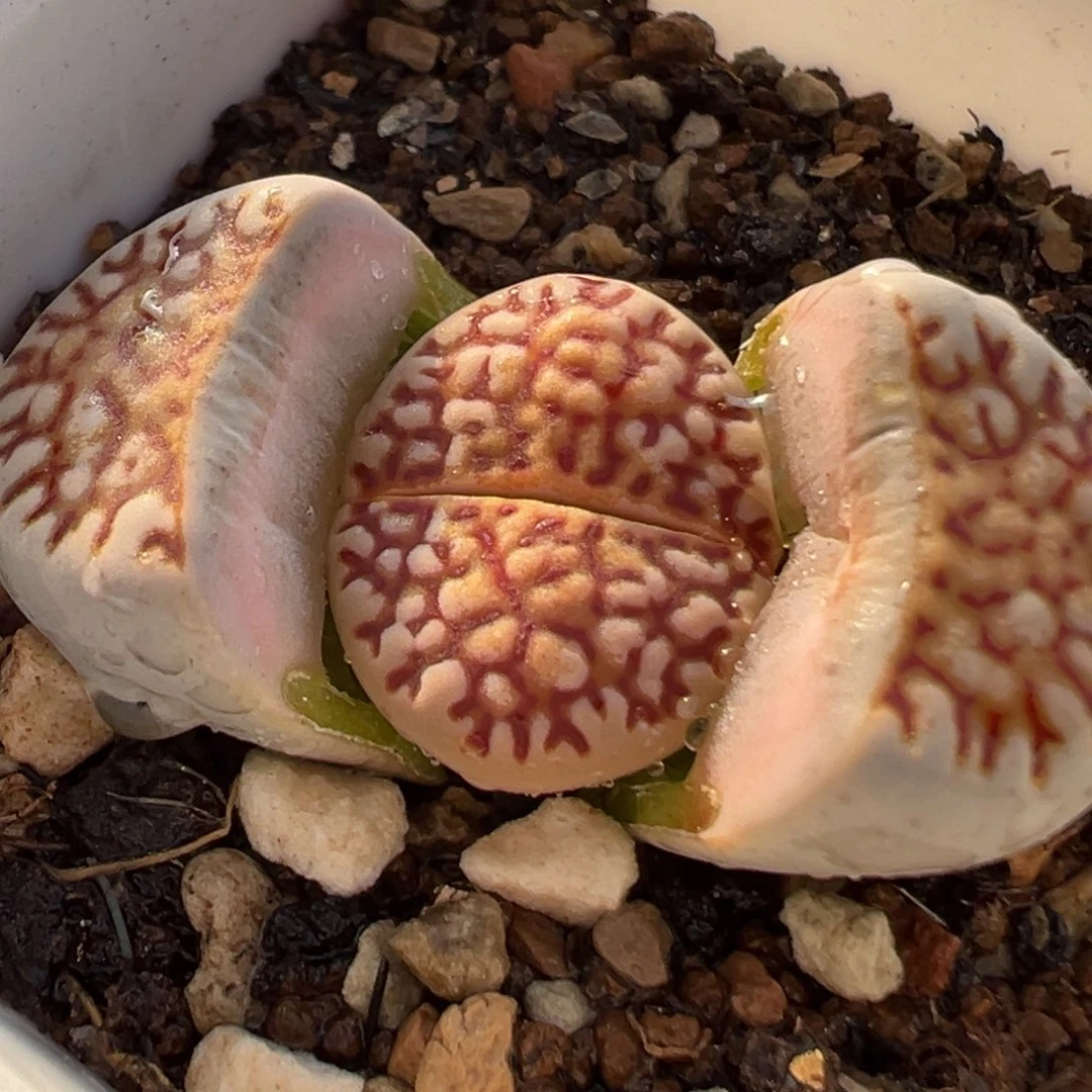 057多肉植物种类多样