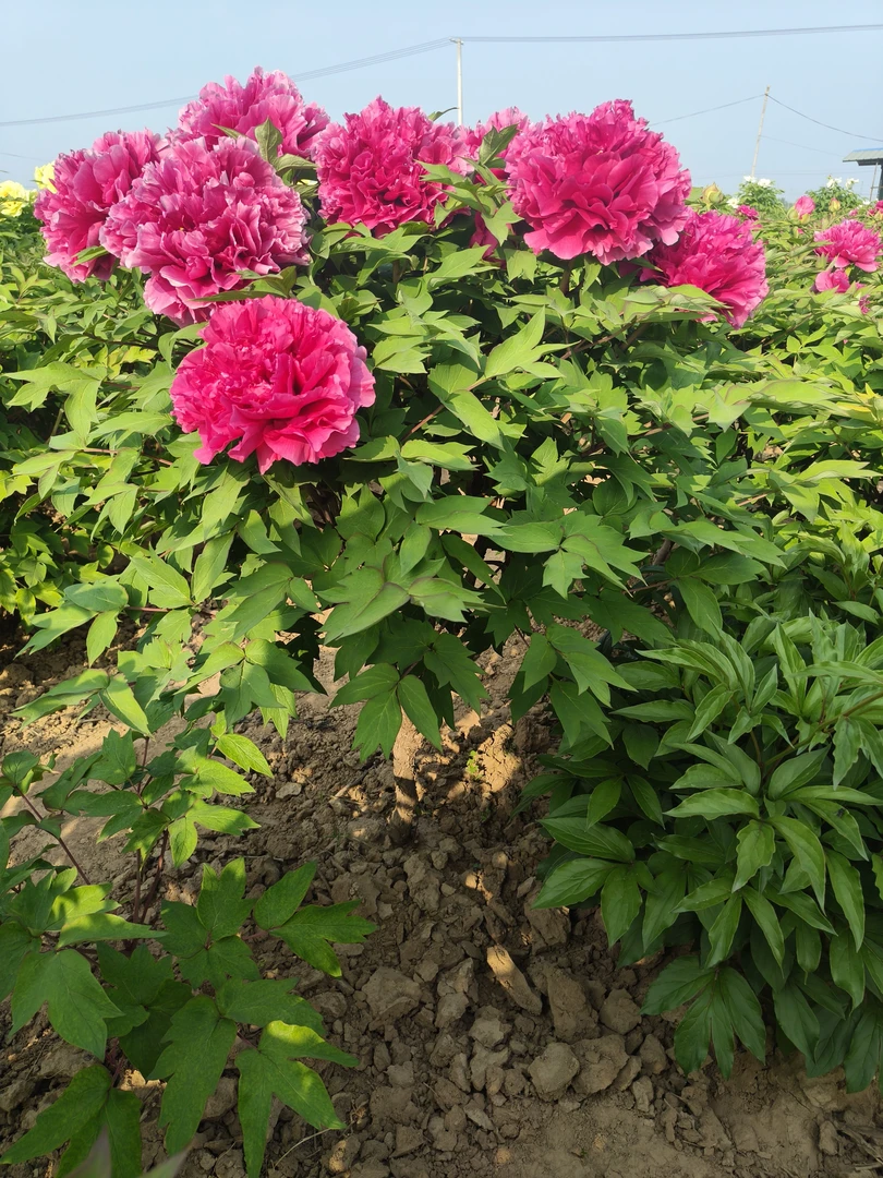 牡丹树花王，观赏牡丹