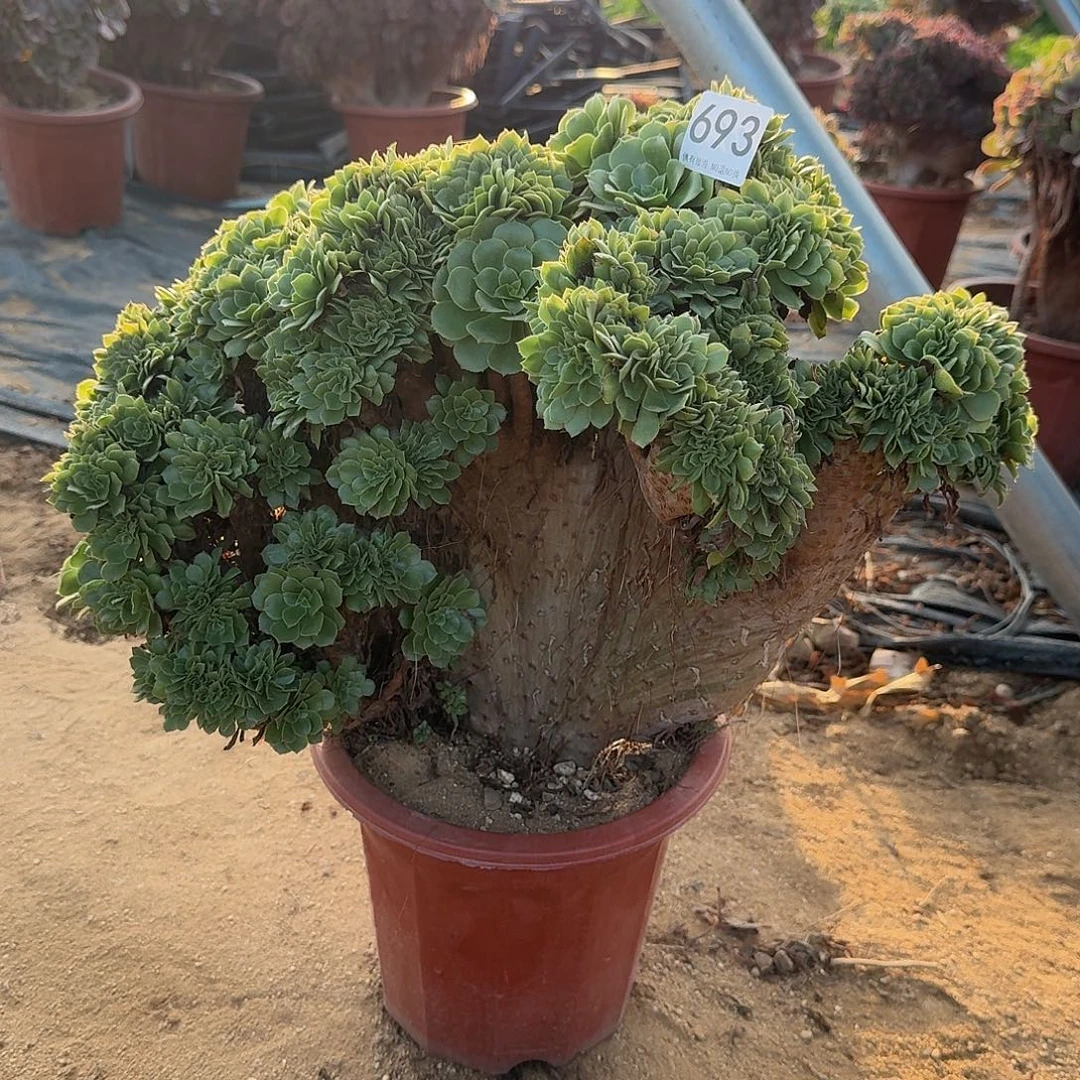 693绿缀朵朵一颗有伤