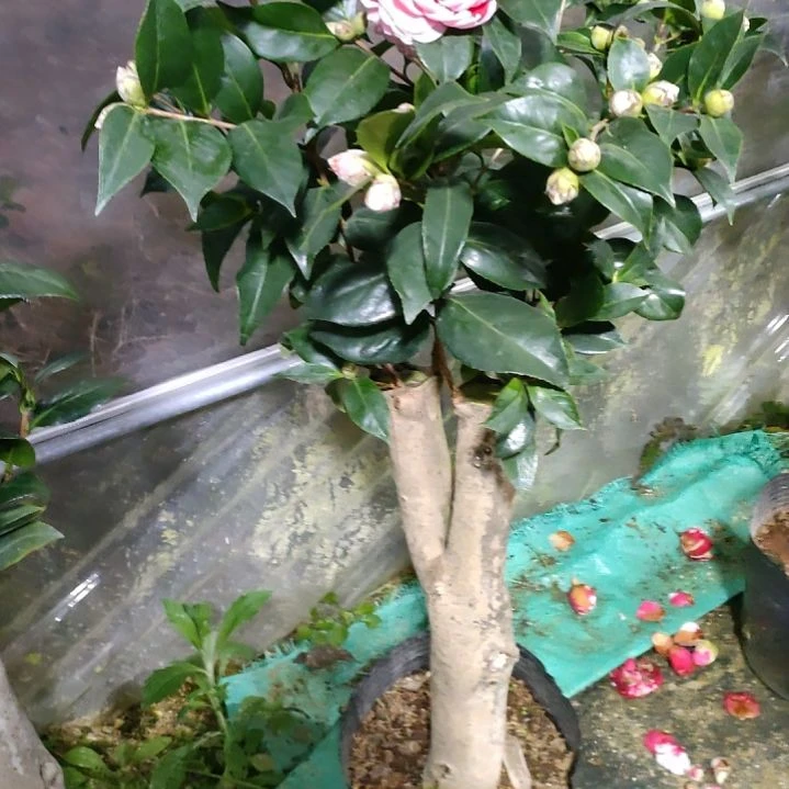 287超墨，五色，抓破，原盆原土发货