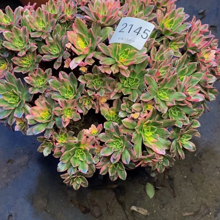 甜茶多肉断头不包2145