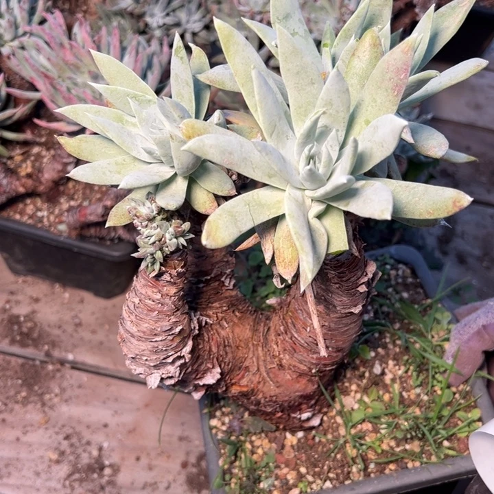 1562坎蒂达微瑕哈哈哈哈哈哈哈