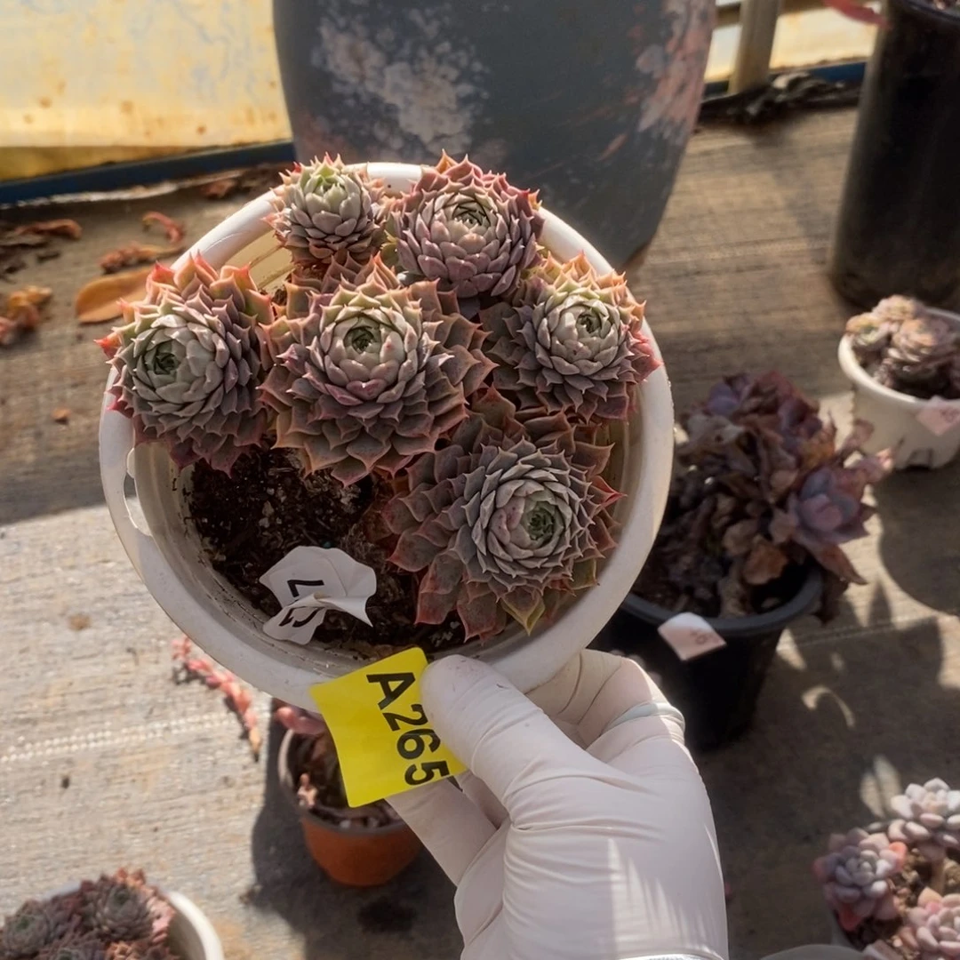 265朱砂痣一物一拍