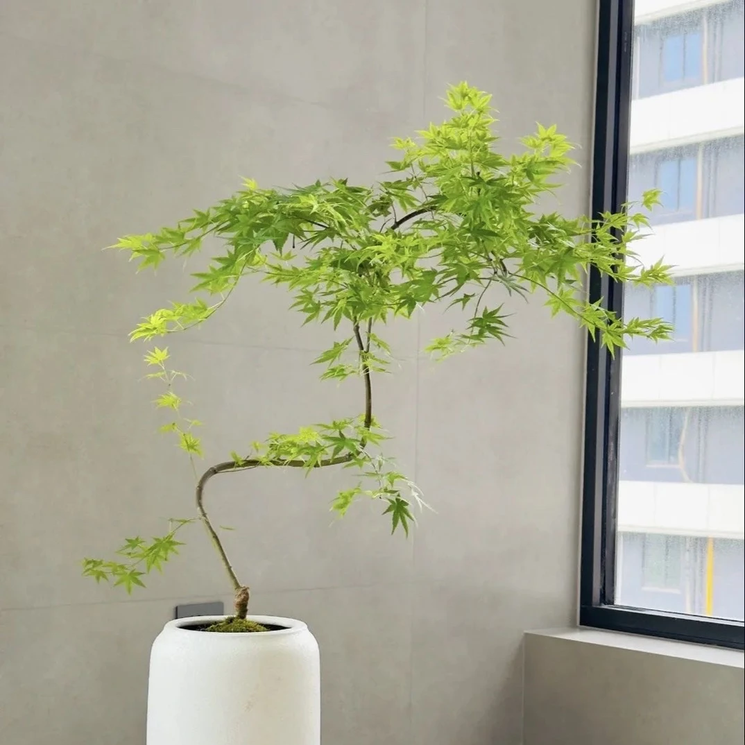 流泉枫中式绿植茶空间桌面绿植室内外好养禅意款（直播间一物一拍）