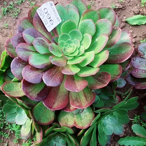 果****）3.7-96花月夜多肉植物