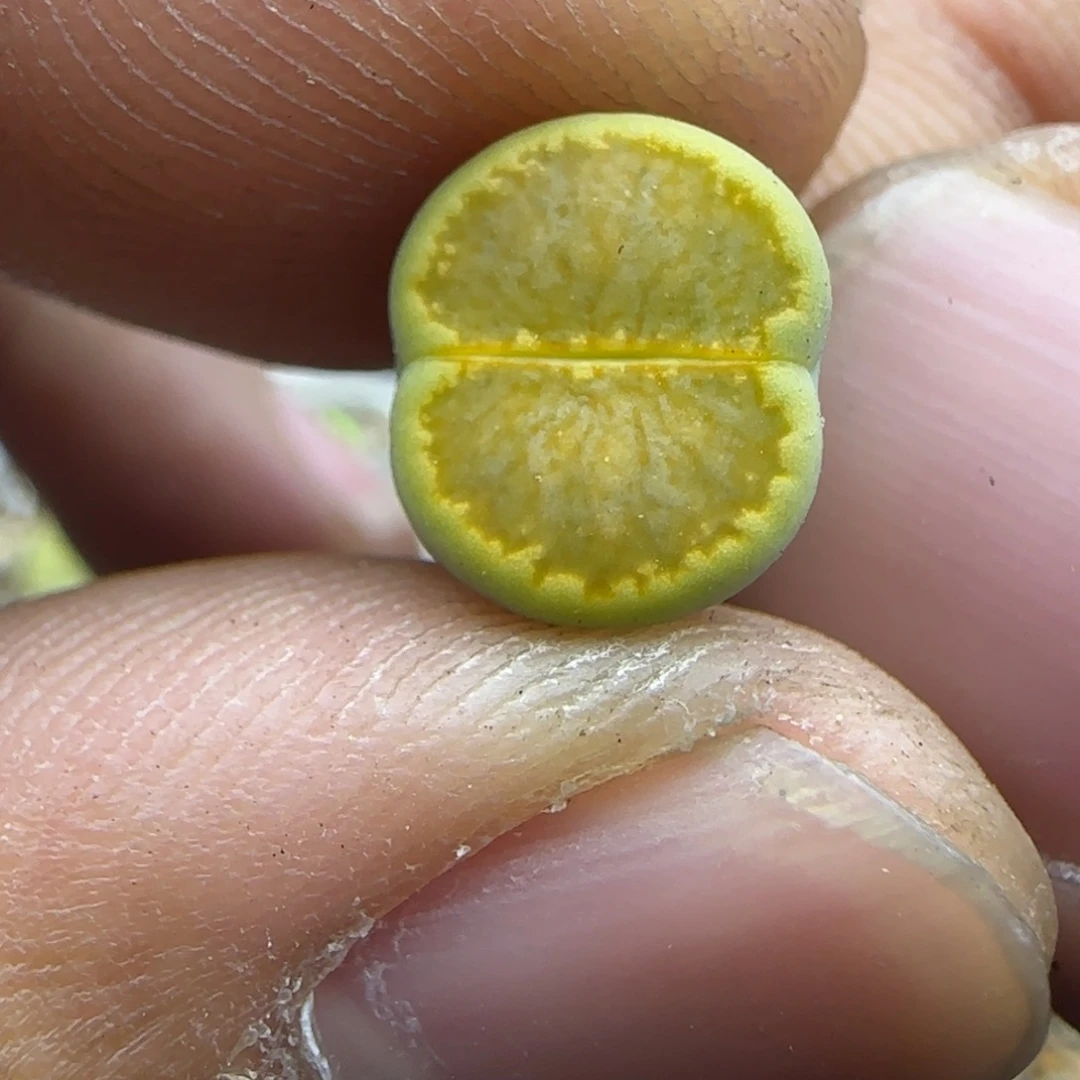 282 生石花大棚直播