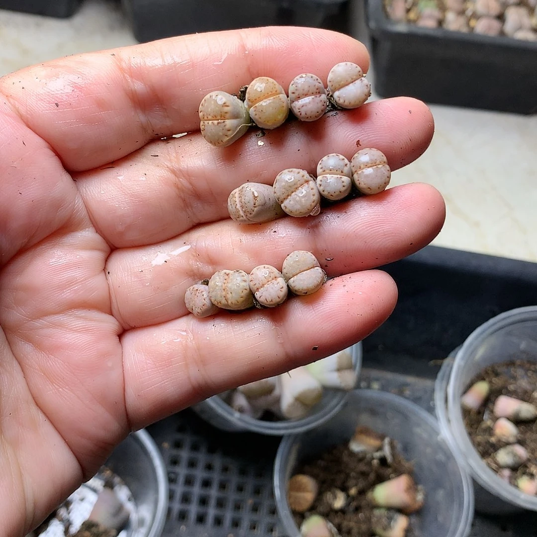 K204多肉植物保护