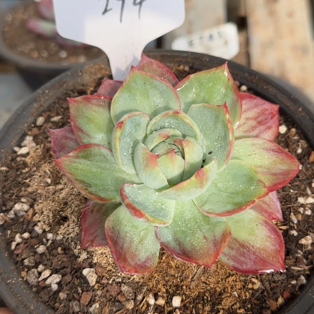 惊鸿一物一拍包装收缩花旱294