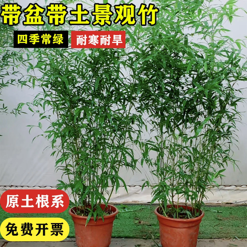 顺丰送货带盆带土不剪头景观原盆原土庭院竹子苗冰翠绿竹盆栽竹苗