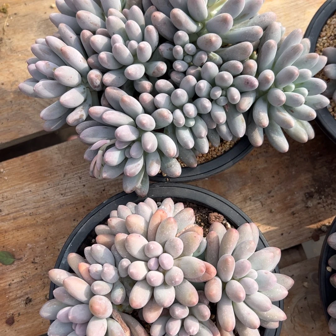 大叶汤圆群生无砍多头两颗