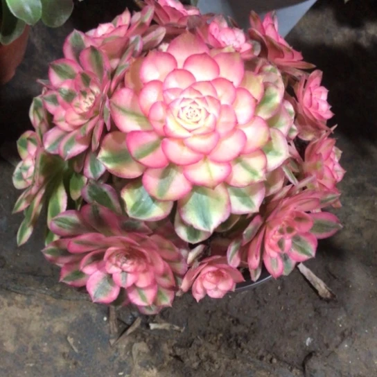 发***猫无花朵荔枝法师多肉植物169号