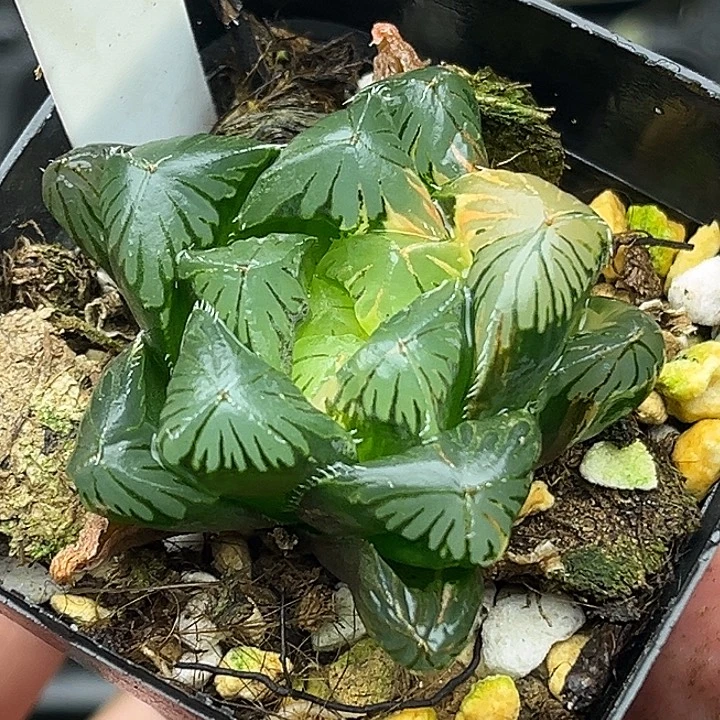 163大窗夏沫玉露锦