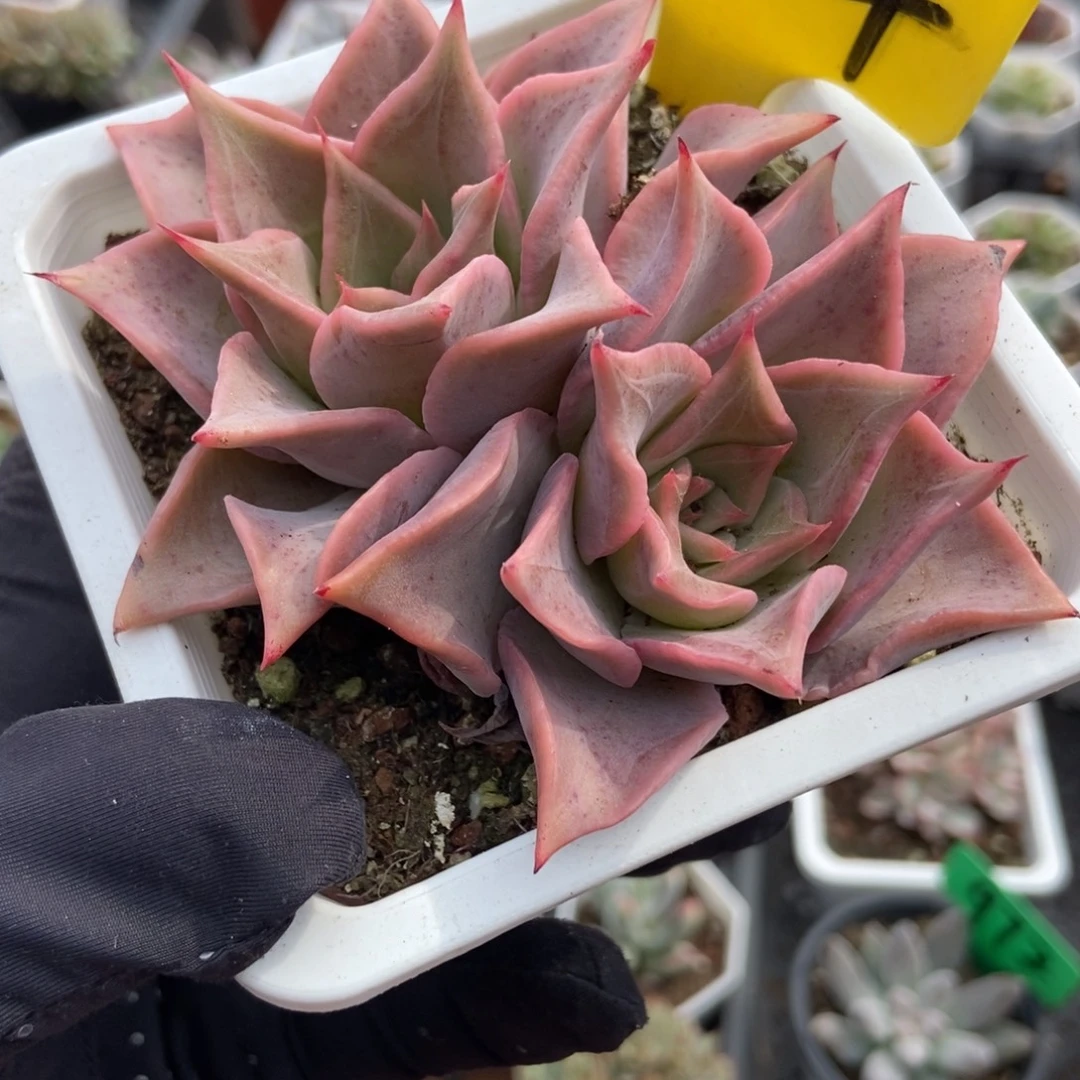 6114饺子皮多肉植物duorou0