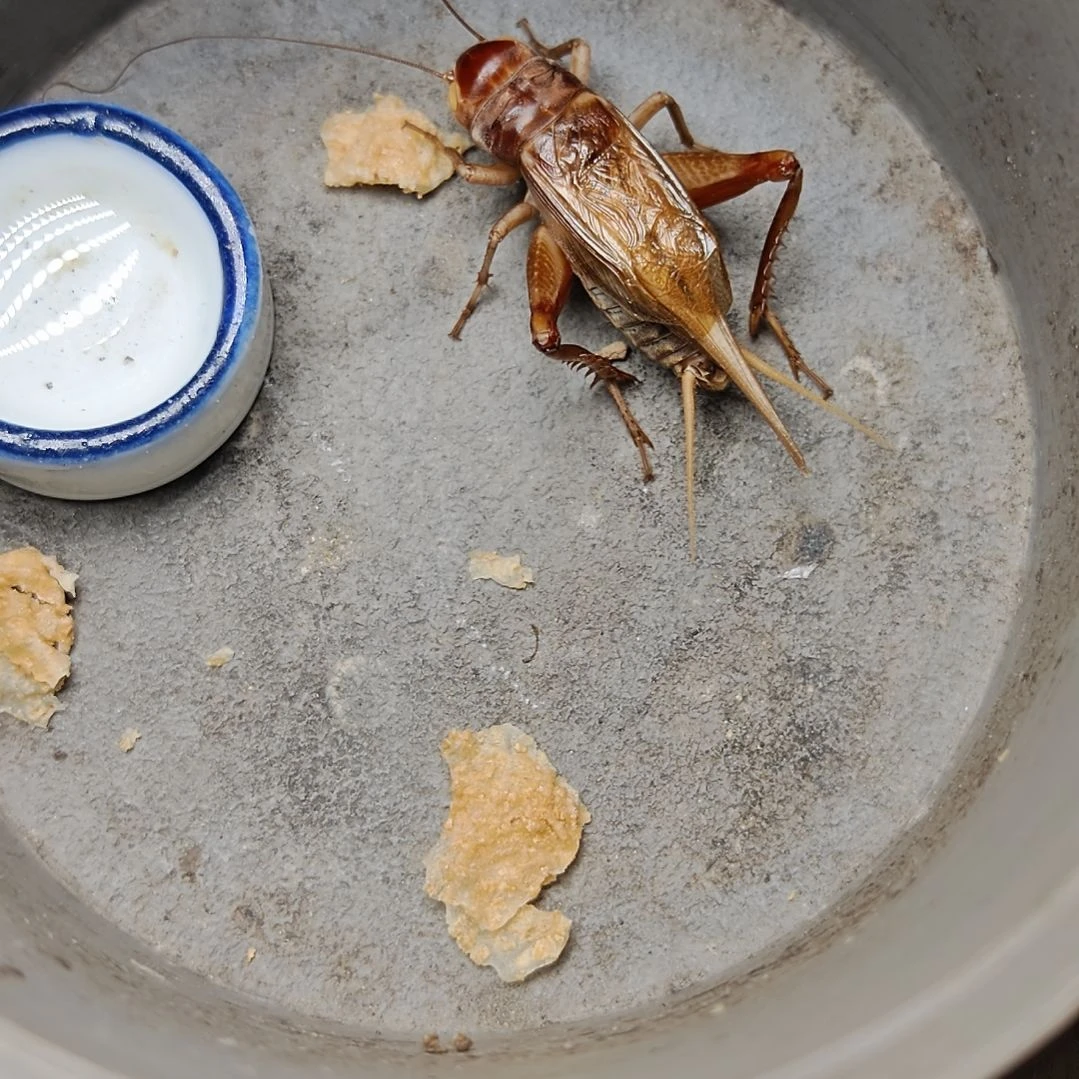 蟋蟀歪门邪调 雅鲁 30