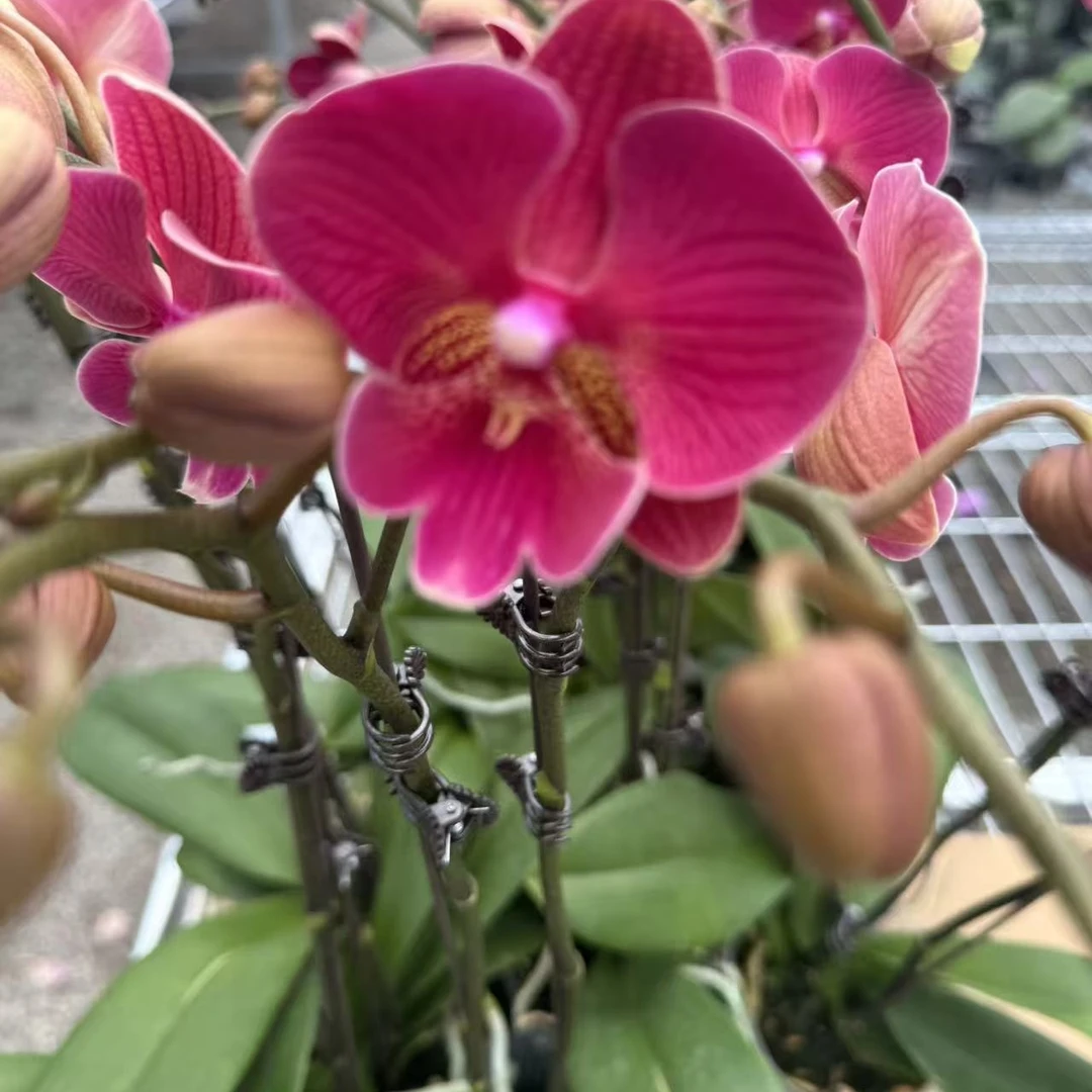 兰屿LYSLAND【花木兰】蝴蝶兰鲜花盆栽