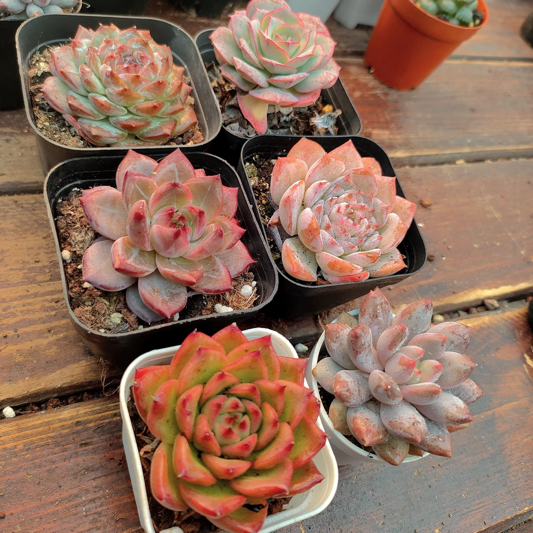 花花套餐5--6cm  葡萄珍妮 克罗地亚 夜魔侠  粉恋 安斯顿 半夏