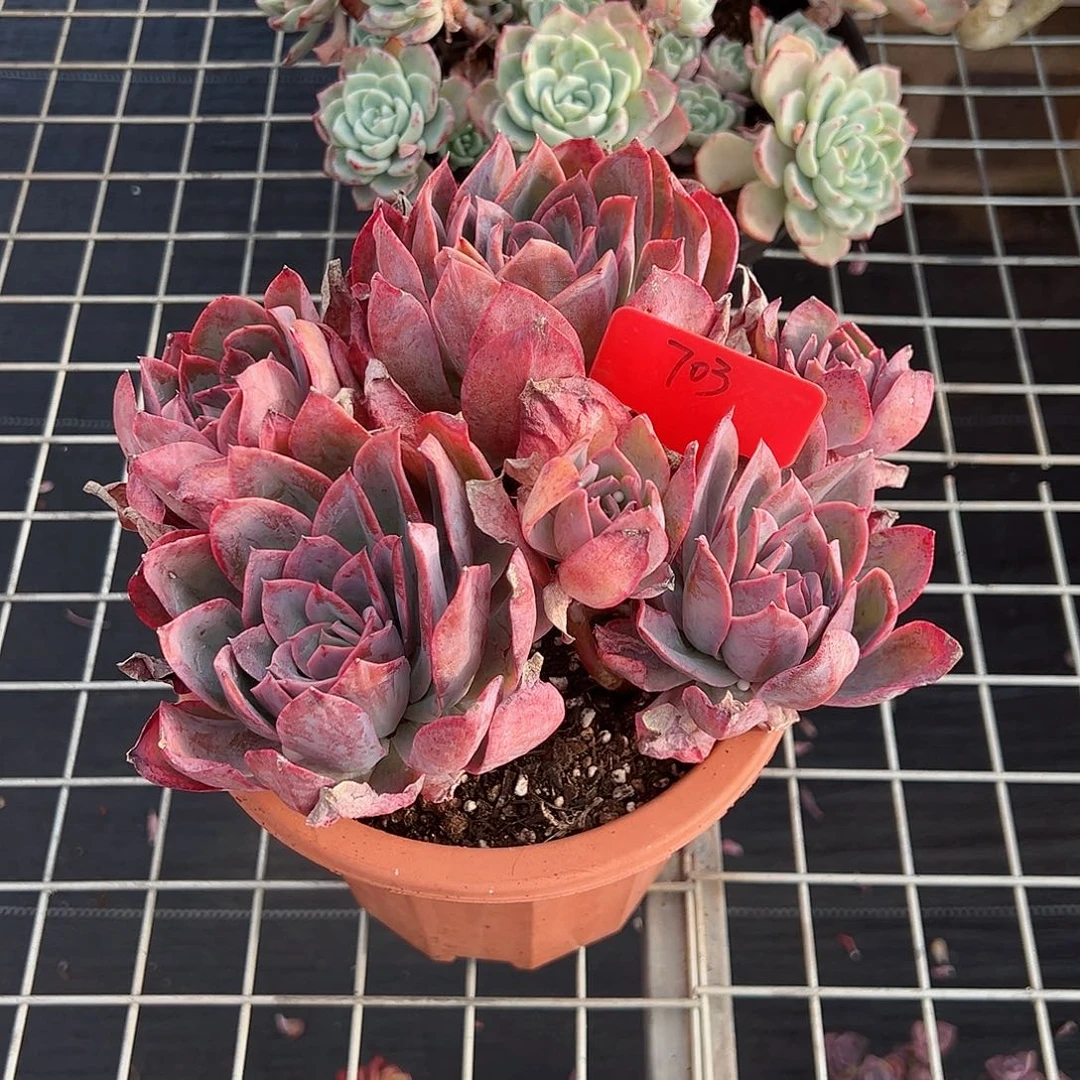 Z****?703绮罗多肉