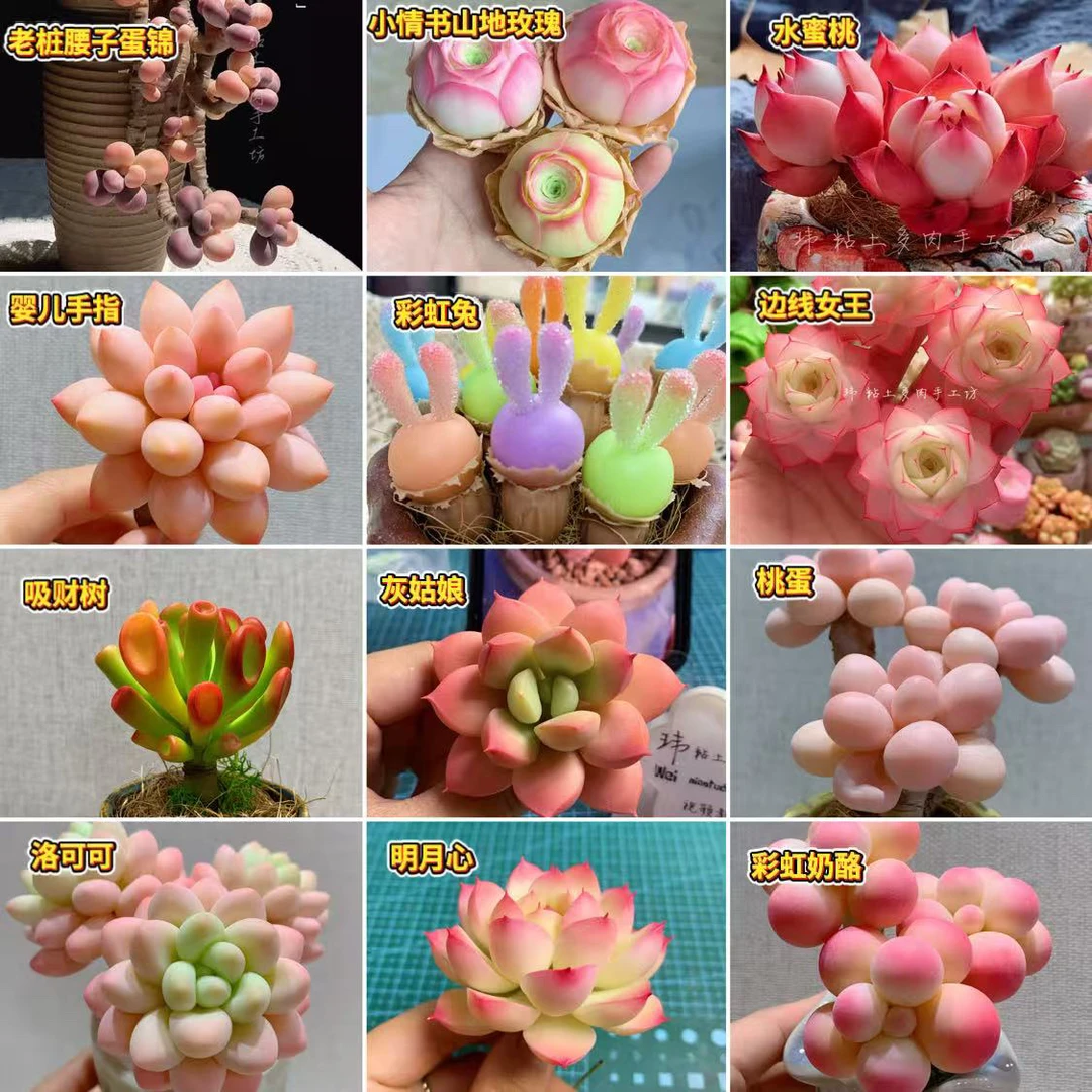 （玮家）新手小白粘土多肉工具材料包➕制作教程