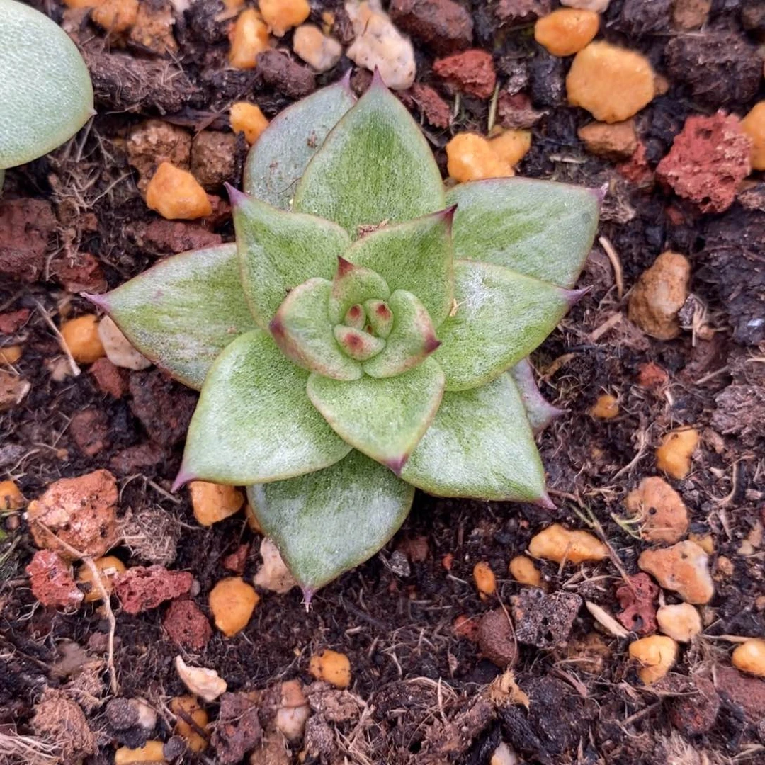 代***～无花朵东云系多肉植物（新品锦）