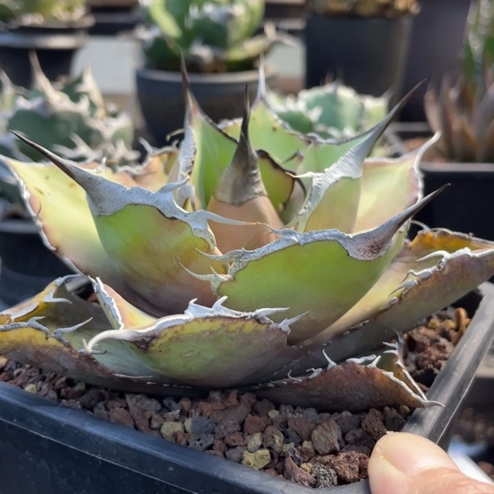 【闪购商品】失***站黑豹。