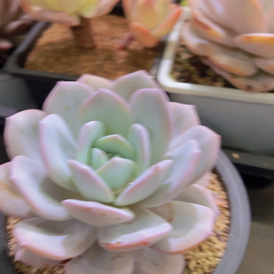 一***、奶茶，多肉植物，