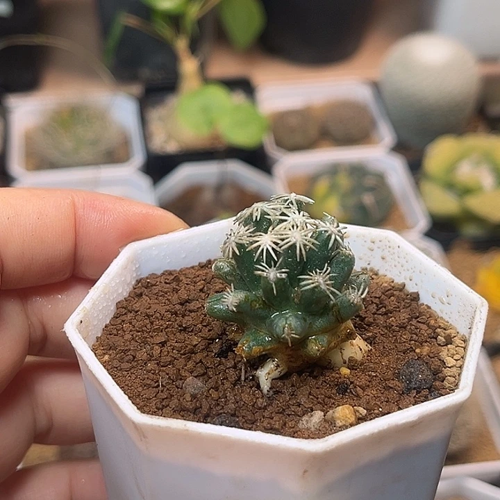 无花朵萝卜根孤月丸