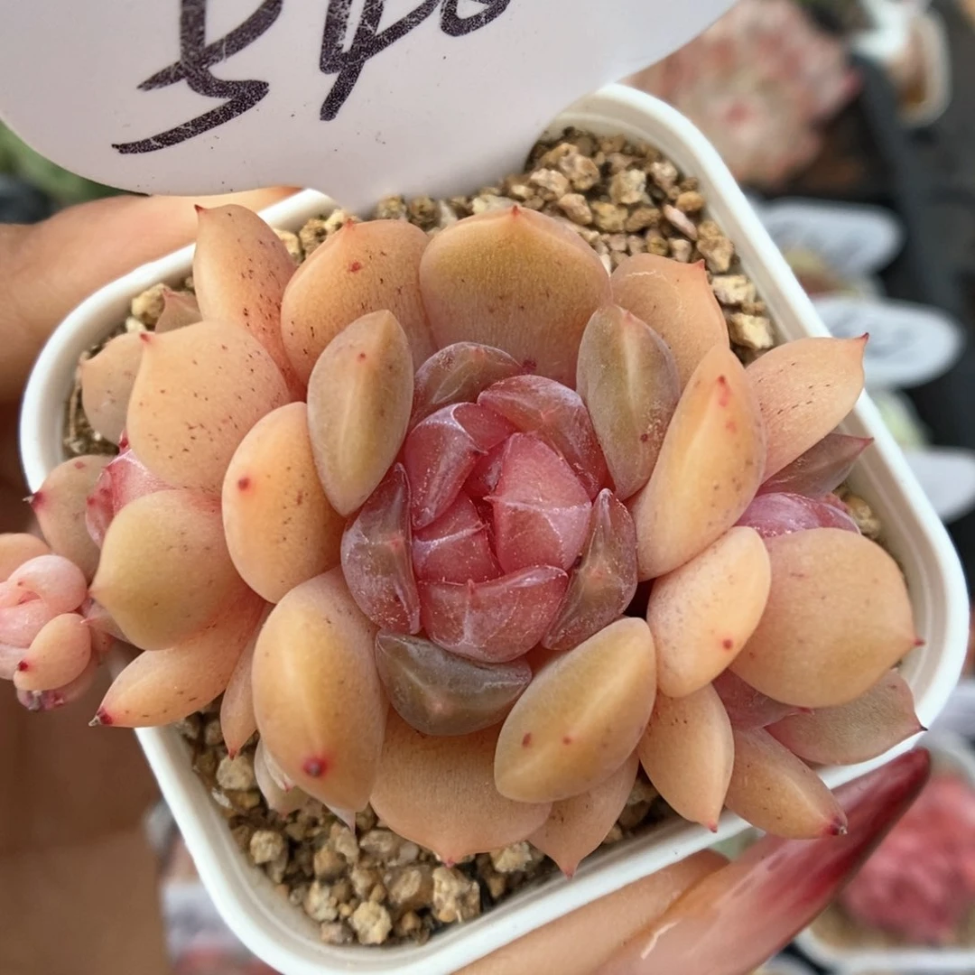 红色恋人群生548号