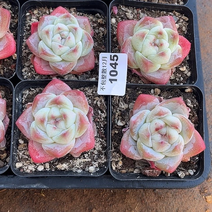 阿雅园艺。     1045四颗冰玉