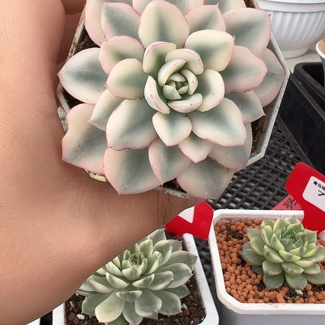 81号奶油黄桃锦多肉植物