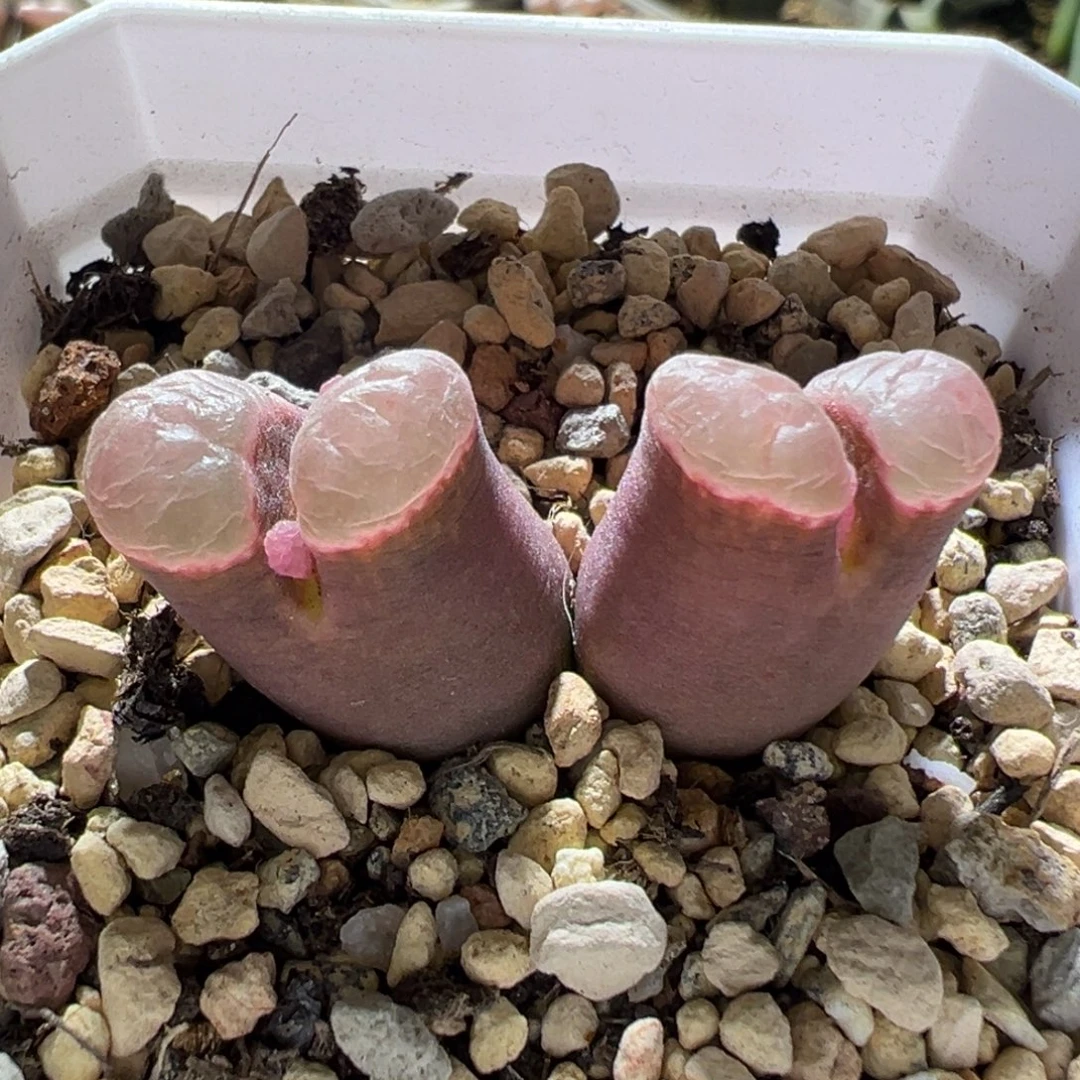 磁铁杂 粉体粉透糯窗 好看13