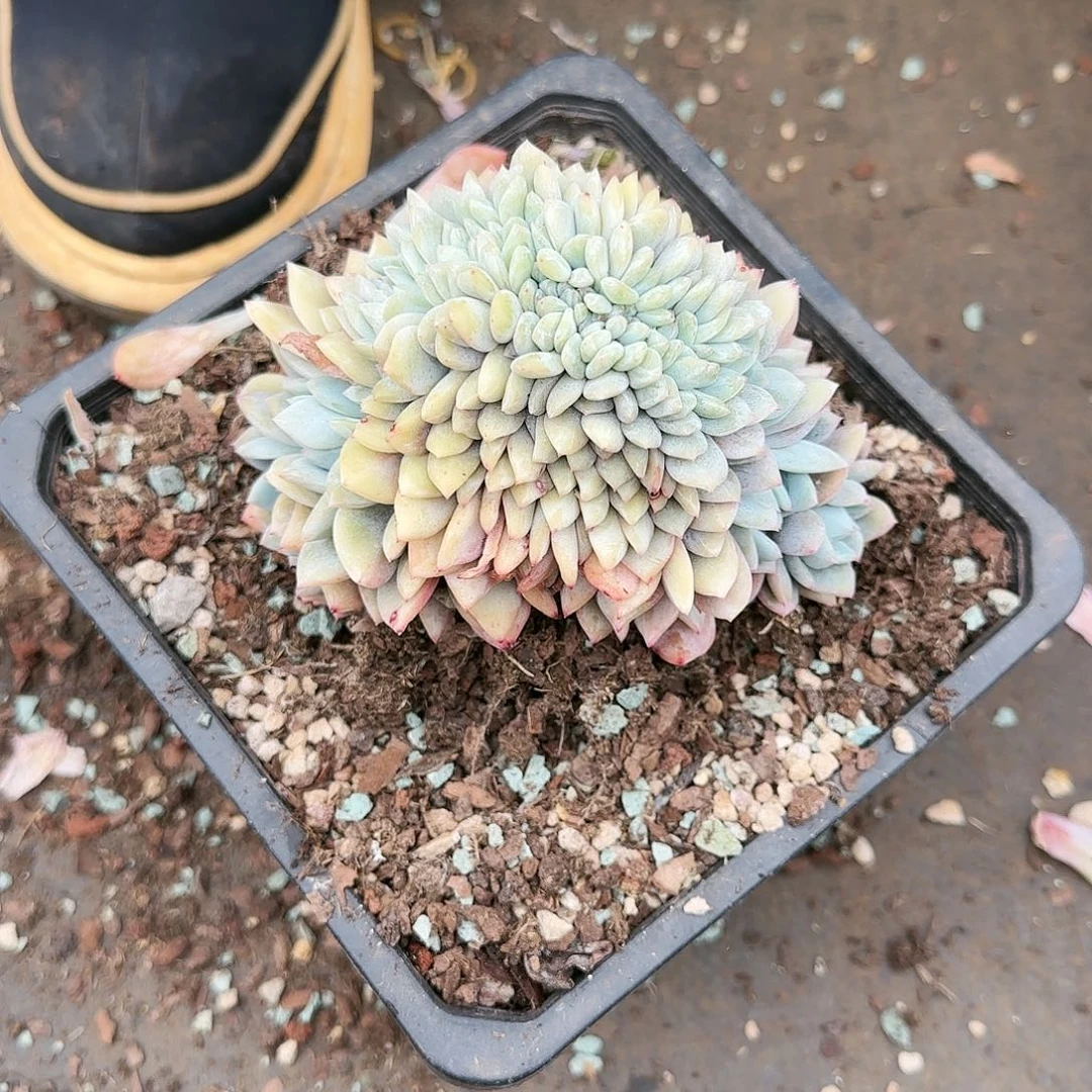 梦露缀，015号68      肉