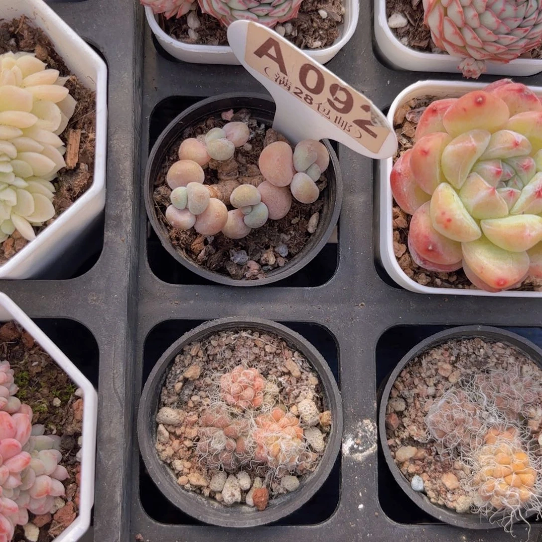 A092洛神一物一拍