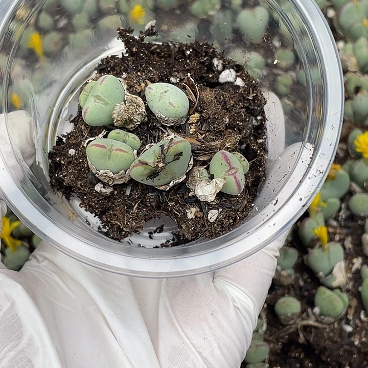 550考虑考虑呜呜呜呜呜呜