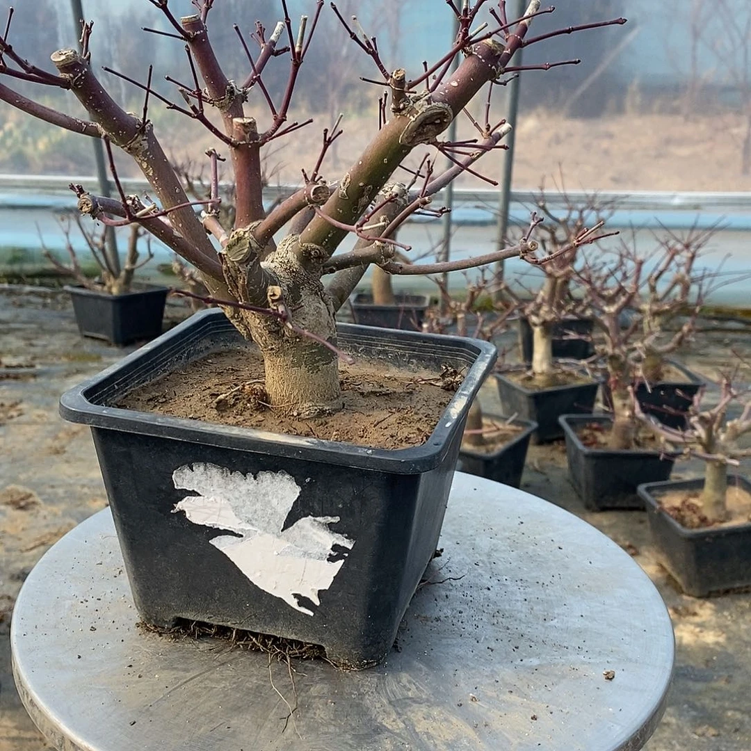 无花朵初星星枫树