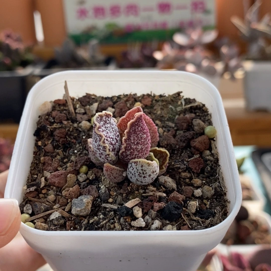 【闪购商品】无花朵花螺
