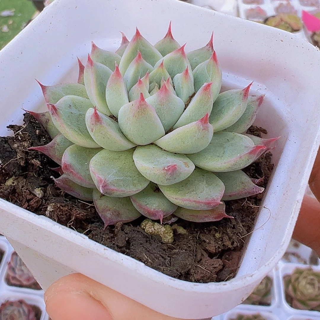 梦瑶单头19包邮多肉植物