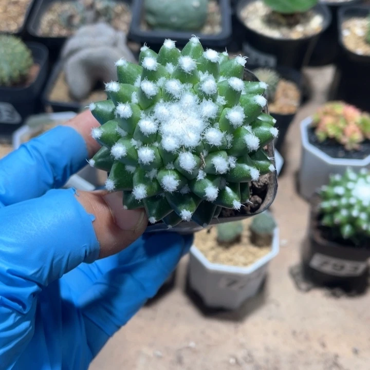 大*797实生雪糕仙人球