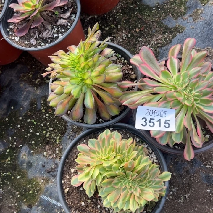 多肉植物3515种植物