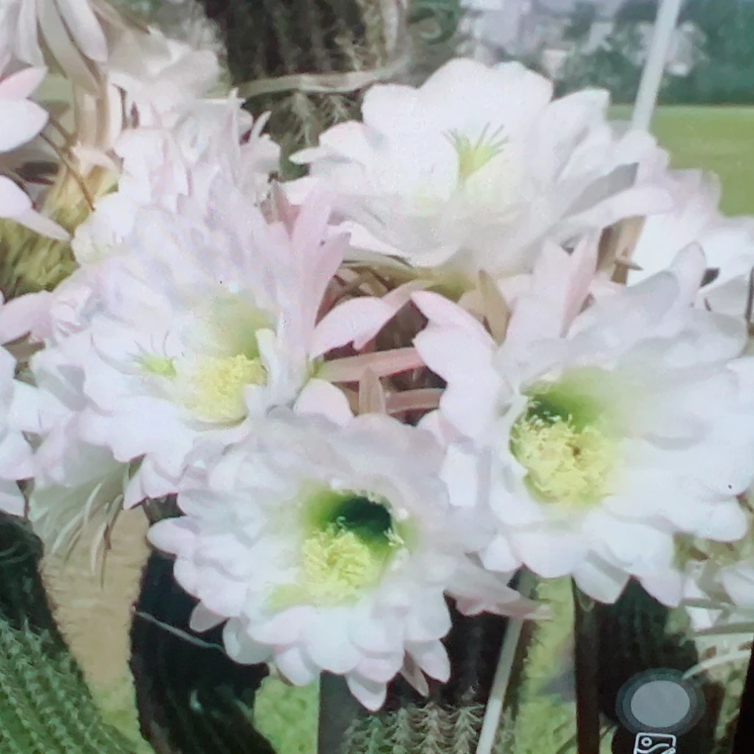 毛花柱 白香妃 侧芽 满20包邮