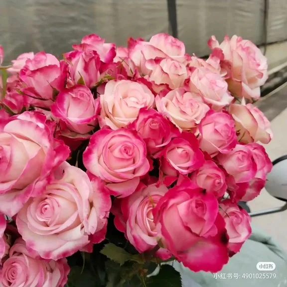 浪琴多头玫瑰10支