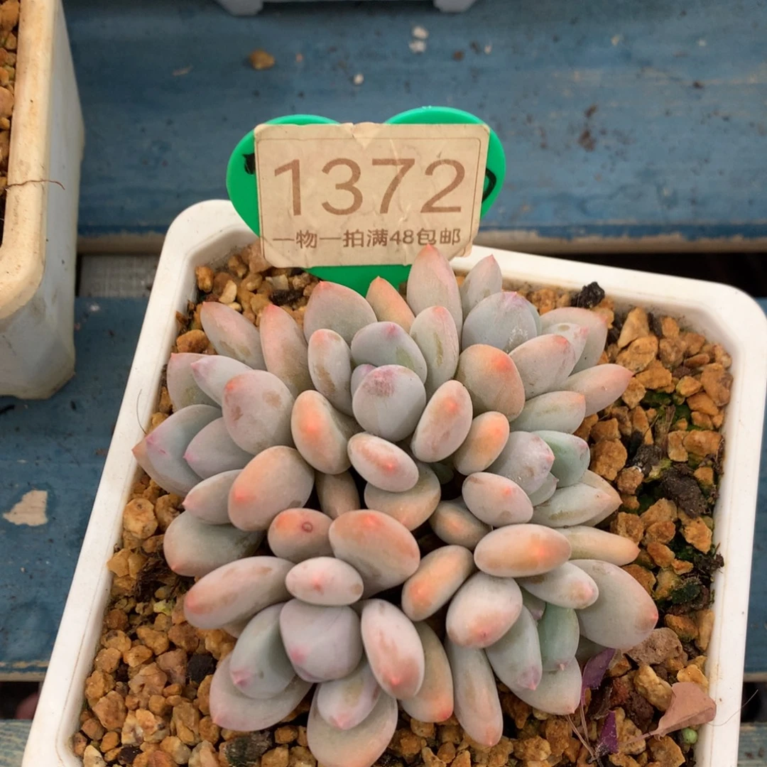 珍舞奶酪无砍平头1372