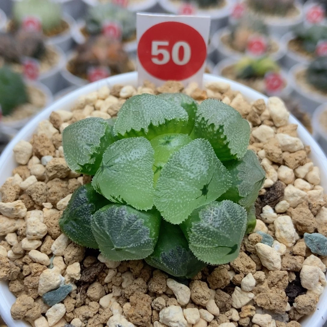 50冰墩墩多肉植物